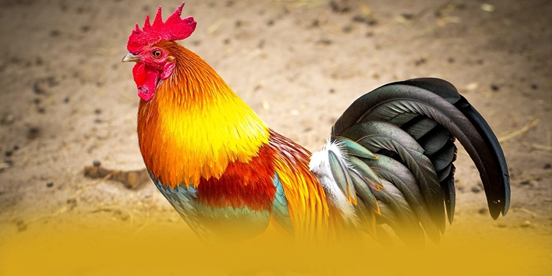 FAFA191 - Nhà cái uy tín được yêu thích nhất