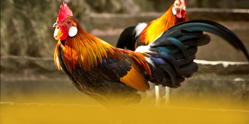 GO8 - Tổng kết một cách toàn diện.