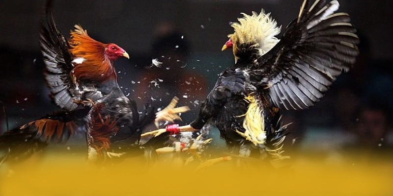 
Trải nghiệm FAFA191 - Nhà cái được tin dùng số 1 Việt Nam
