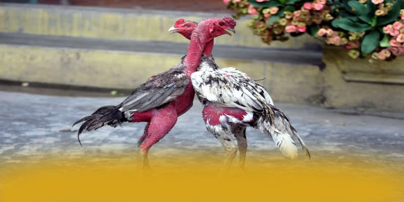 GO8 - Sảnh game sở hữu top trò chơi nổi bật được đánh giá cao – Khám phá danh mục giải trí của GO8