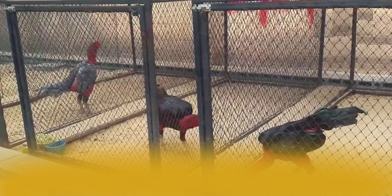 tỷ lệ kèo bóng đá – Cổng giải trí uy tín số 1, được giới cược thủ đánh giá cao.